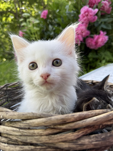 Котята (5 фото из 9)