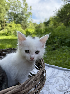 Котята (6 фото из 9)
