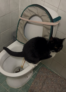 Kotikissa Taska (2 valokuva sivusta 3)