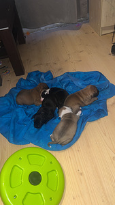 Pārdod stafordšīras terjera kucēnus (2 foto no 3)