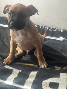 Продаются щенки стаффордширского терьера (3 фото из 9)