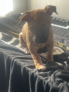 Продаются щенки стаффордширского терьера (5 фото из 9)