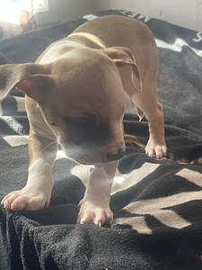 Продаются щенки стаффордширского терьера (9 фото из 9)