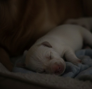 Labradorinnoutajan pentuja etsivät rakastavia koteja – Sipoo (3 valokuva sivusta 5)
