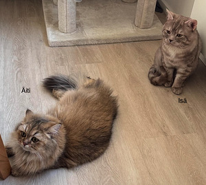 Söpöjä kissanpentuja (8 valokuva sivusta 8)