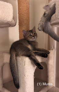 Söpöjä kissanpentuja (2 valokuva sivusta 8)