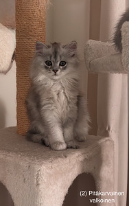 Söpöjä kissanpentuja (4 valokuva sivusta 8)