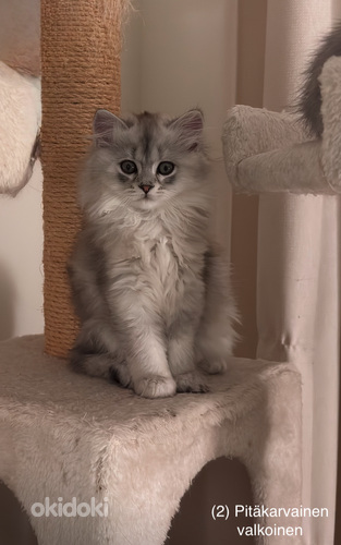 Söpöjä kissanpentuja