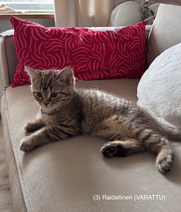 Söpöjä kissanpentuja (7 valokuva sivusta 8)