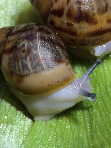 Archachatina Marginata Ovum Acromelanic (2 foto / 3)