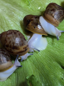 Archachatina Marginata Ovum Acromelanic (3 foto / 3)