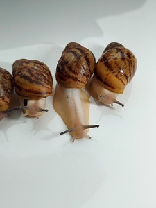 Archachatina marginata ovum acromelanic (2 фото из 3)