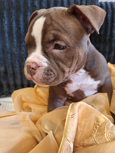American bully pocket (1 foto no 3)