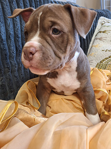 American bully pocket (2 foto no 3)