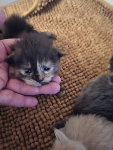 Ragdoll ja Maine Coon pentuja varattavissa (4 valokuva sivusta 5)