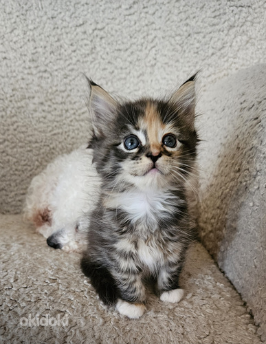 Ragdoll ja Maine Coon pentuja varattavissa