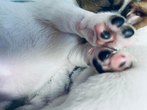 Джек-рассел-терьеры (4 фото из 9)