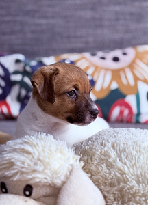 Джек-рассел-терьеры (7 фото из 9)