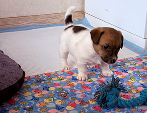 Джек-рассел-терьеры (9 фото из 9)