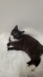 Kissanpennut (3 valokuva sivusta 9)