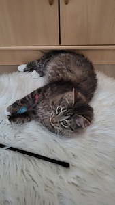 Kissanpennut (5 valokuva sivusta 9)