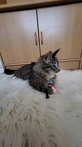 Kissanpennut (6 valokuva sivusta 9)