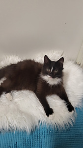 Kissanpennut (9 valokuva sivusta 9)