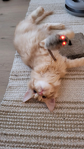 Söpöjä kissanpentuja (2 valokuva sivusta 10)