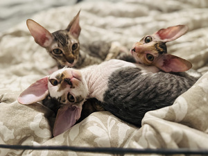 Cornish Rex kissanpennut (2 valokuva sivusta 10)