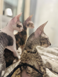 Cornish Rex kissanpennut (7 valokuva sivusta 10)