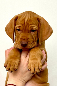 Щенки венгерской выжлы (2 фото из 4)