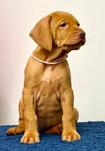 Щенки венгерской выжлы (3 фото из 4)