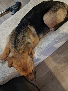 Kaksi saksanpaimenkoira-mix pentua yhdessä tai erikseen (6 valokuva sivusta 10)