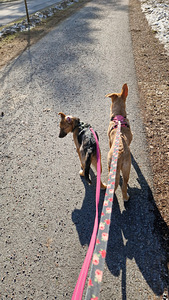 Kaksi saksanpaimenkoira-mix pentua yhdessä tai erikseen (10 valokuva sivusta 10)