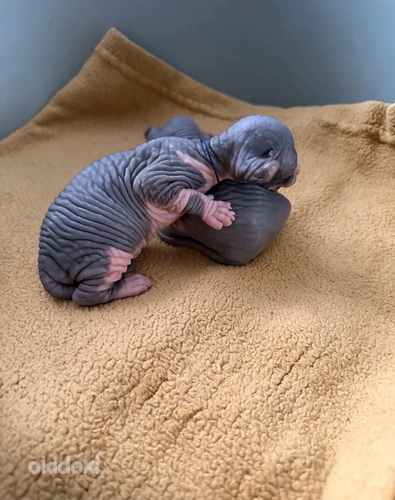 1 naaras 2 uros sfinksipentua