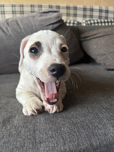 Jack Russell`i terjeri kutsikas (2 foto / 4)