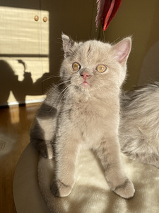 Scottish Straight ja Fold pennut (2 valokuva sivusta 10)