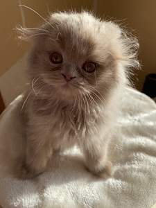 Scottish Straight ja Fold pennut (7 valokuva sivusta 10)