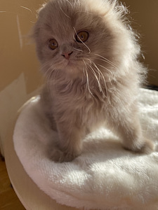 Scottish Straight ja Fold pennut (8 valokuva sivusta 10)