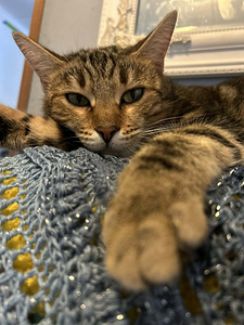 Kissa (2 valokuva sivusta 3)