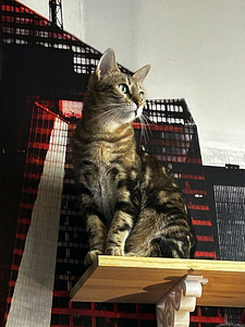 Kissa (3 valokuva sivusta 3)