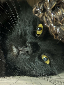 Black cat (3 valokuva sivusta 7)