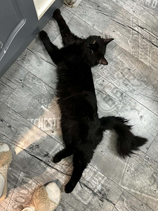 Black cat (5 valokuva sivusta 7)