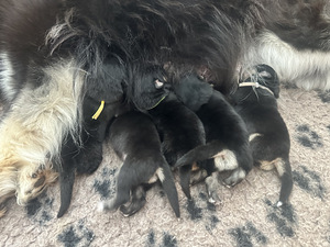 Müüa Soome Lapikoera kutsikad (2 foto / 10)