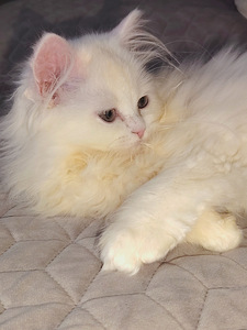 Suloinen tyttö kissanpentuja (4 valokuva sivusta 7)