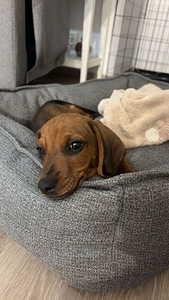 Mäyräkoiran pentu (1 valokuva sivusta 2)