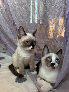 Blue point siāmas (1 foto no 5)