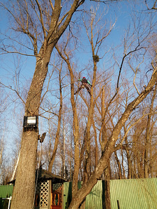 Puu eemaldamine ja pügamine, Arborist (3 foto / 7)