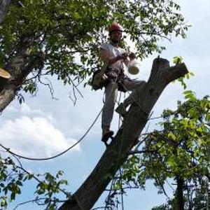 Puu eemaldamine ja pügamine, Arborist (6 foto / 7)