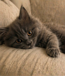 Suloinen harmaa tyttöpentu etsii rakastavaa kotia 🐾 (1 valokuva sivusta 6)